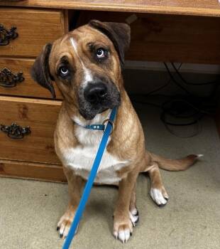 Charlie -  Bullmastiff Dog for Adoption in Napa, California - Charlie | PetCurious