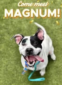 Rescue American Bulldog Dogs for Adoption in Newton, North Carolina - MAGNUM | PetCurious