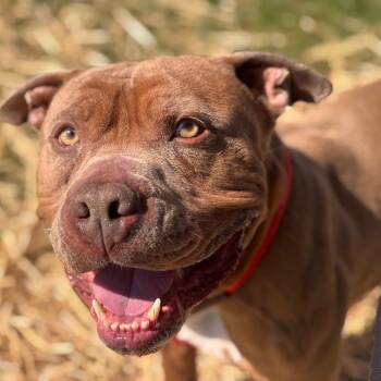 Pit Bull Terrier Dogs Available for Adoption in York, Pennsylvania - Nico | PetCurious