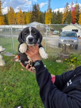 Rescue Australian Cattle Dog Blue Heeler Dogs for Adoption in Thompson Falls, Montana - Nessy | PetCurious