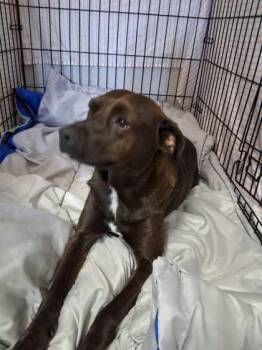 LowKey -  Hound and Mixed Breed Dog for Adoption in Sevierville, Tennessee - LowKey | PetCurious