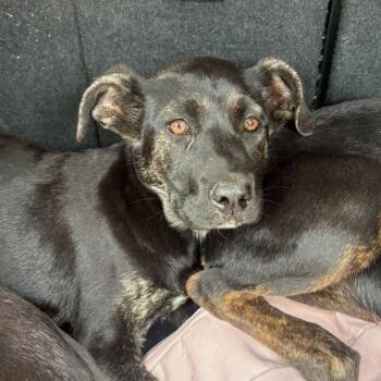 German Shepherd Dog and Cane Corso Dogs Available for Adoption in Marshall, Texas - Lyra | PetCurious
