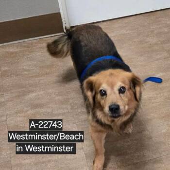 WAGS-Stray-22743 -  Spaniel and Cardigan Welsh Corgi Dog for Adoption in Westminster, California - WAGS-Stray-22743 | PetCurious