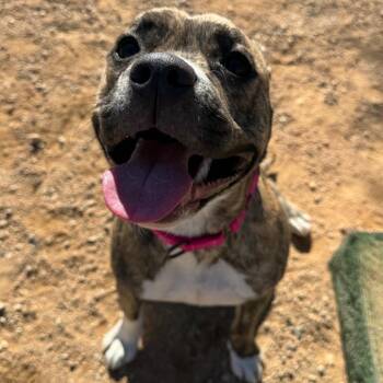 Pit Bull Terrier and American Bulldog Dogs Available for Adoption - Cinnamon | PetCurious