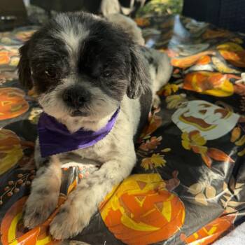 Mia -  Shih Tzu Dog for Adoption in Louise, Texas - Mia | PetCurious