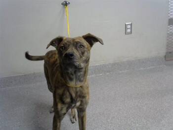 Labrador Retriever and Cane Corso Dogs Available for Adoption in Pasadena, Texas - MIKO | PetCurious