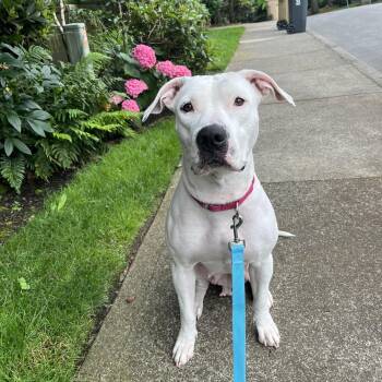 Sweetie -  Pit Bull Terrier Dog for Adoption in Cool, California - Sweetie | PetCurious