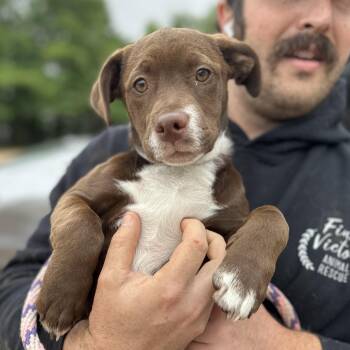 Pit Bull Terrier Dogs Available for Adoption in Columbia, South Carolina - Skip | PetCurious