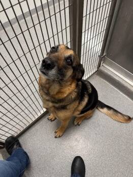 German Shepherd Dog Dogs Available for Adoption in Sidney, Ohio - Jupiter Yrly 177 | PetCurious