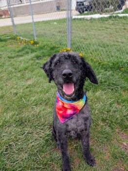 Goldendoodle Dogs Available for Adoption in Moundsville, West Virginia - Nelson  | PetCurious