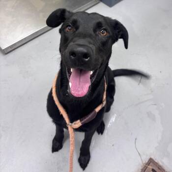 06/30/2026-Stray-1stAvenue -  Mixed Breed Dog for Adoption in Columbus, Georgia - 06/30/2026-Stray-1stAvenue | PetCurious