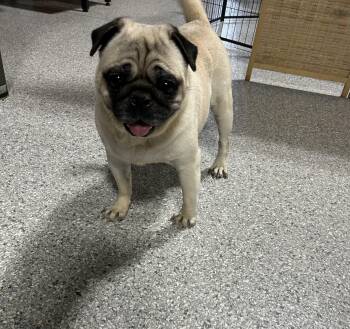 Sophie -  Pug Dog for Adoption in Antwerp, Ohio - Sophie | PetCurious