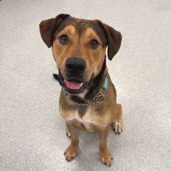 Ragnar -  Mixed Breed Dog for Adoption in Wheeling, Illinois - Ragnar | PetCurious