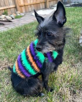 Rescue Scottish Terrier Dogs for Adoption - London | PetCurious