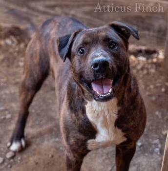 American Staffordshire Terrier Dogs Available for Adoption - Atticus Finch | PetCurious