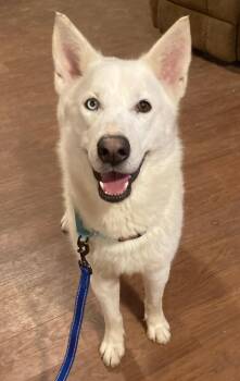 German Shepherd Dog and Shepherd Dogs Available for Adoption - Yuki | PetCurious