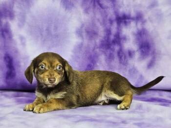 Belvedere -  Chiweenie Dog for Adoption in East Sparta, Ohio - Belvedere | PetCurious