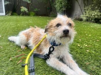 Benji -  Terrier Dog Available for Adoption in Sunnyvale, California - Benji | PetCurious