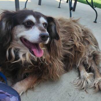 Rescue Mixed Breed Dogs for Adoption in Grapevine, Texas - Bea Arthur | PetCurious