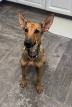 Koralie -  German Shepherd Dog Dog for Adoption in Palm Desert, California - Koralie | PetCurious
