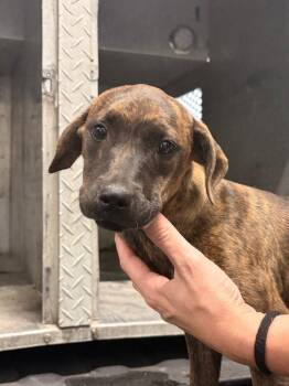 26-338 -  Labrador Retriever Dog for Adoption in Tarboro, North Carolina - 26-338 | PetCurious