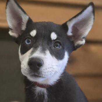 Husky Dogs Available for Adoption - Celine | PetCurious