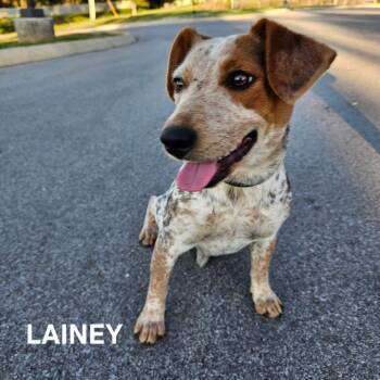 Lainey -  Beagle and Cattle Dog Dog for Adoption in Madisonville, Tennessee - Lainey | PetCurious