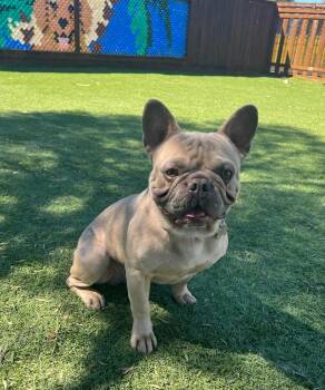 French Bulldog Dogs Available for Adoption - Cooper | PetCurious