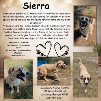 Sierra -  German Shepherd Dog Dog for Adoption in Leesburg, Georgia - Sierra | PetCurious