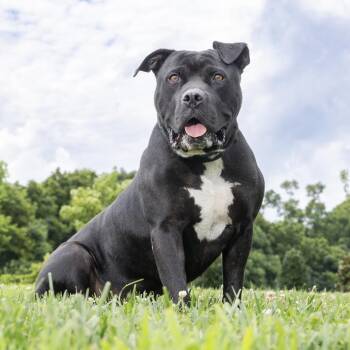 Maxwell -  Pit Bull Terrier Dog for Adoption in Franklin, Tennessee - Maxwell | PetCurious