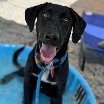Rescue Labrador Retriever and Hound Dogs for Adoption in San Diego, California - Raze | PetCurious