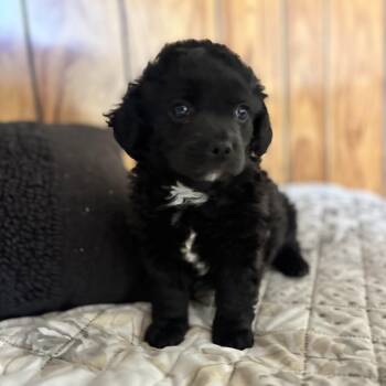 Spaniel and Pug Dogs Available for Adoption in Seal Beach, California - Atticus | PetCurious
