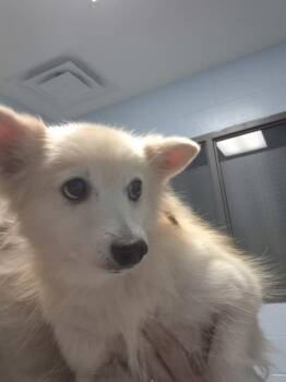 Pen 232 -  Spitz Dog for Adoption in Lawrenceville, Georgia - Pen 232 | PetCurious