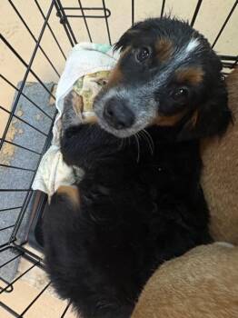 Ciabatta -  Affenpinscher Dog for Adoption in Nacogdoches, Texas - Ciabatta | PetCurious