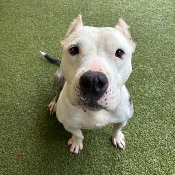 Javinchi -  Pit Bull Terrier Dog for Adoption in Greensboro, North Carolina - Javinchi | PetCurious