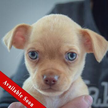 Chihuahua Dogs Available for Adoption - Megamind | PetCurious