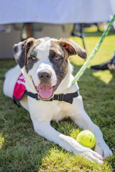 Rescue Great Pyrenees Dogs for Adoption in Athens, Georgia - Tyson | PetCurious