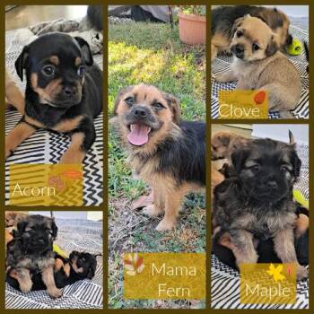 Rescue Chihuahua and Pug Dogs for Adoption in VERNON ROCKVL, Connecticut - Autumn Spice Litter | PetCurious