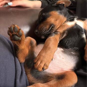Jack Sparrow -  Rottweiler Dog for Adoption in Raleigh, North Carolina - Jack Sparrow | PetCurious