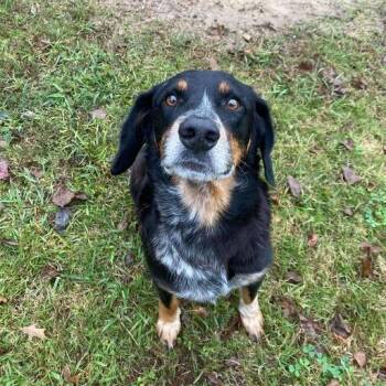 Hound Dogs Available for Adoption in Carencro, Louisiana - Honky Tonk | PetCurious