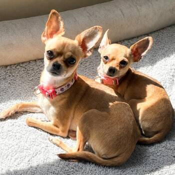 Carmen and Willow -  Chihuahua Dog for Adoption in Ottawa Hills, Ohio - Carmen And Willow | PetCurious
