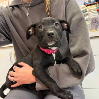 Rescue Pit Bull Terrier Dogs for Adoption in Brainerd, Minnesota - Ginny | PetCurious