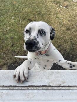 Dalmatian and Mixed Breed Dogs Available for Adoption - Perdita | PetCurious