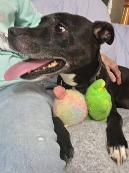 Mixed Breed Dogs Available for Adoption - Hana | PetCurious