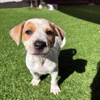 Roo 4383 -  Mixed Breed Dog for Adoption in Loxahatchee Groves, Florida - Roo 4383 | PetCurious