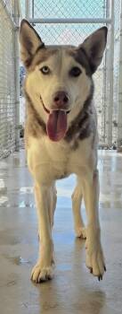 Siberian Husky Dogs Available for Adoption - LUNA | PetCurious