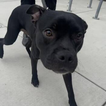 Sheldon -  American Staffordshire Terrier Dog for Adoption in Walnut Creek, California - Sheldon | PetCurious