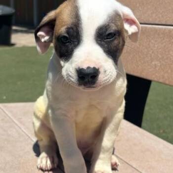 Mixed Breed Dogs Available for Adoption in Fernandina Beach, Florida - BIRDIE | PetCurious