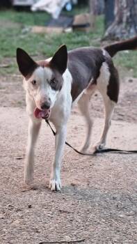 Rescue Border Collie Dogs for Adoption in Nokomis, Florida - Dudley | PetCurious