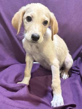 Dairy Queen -  Great Pyrenees and Great Dane Dog for Adoption in Mundelein, Illinois - Dairy Queen | PetCurious